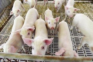 电影 日本 美国 猪