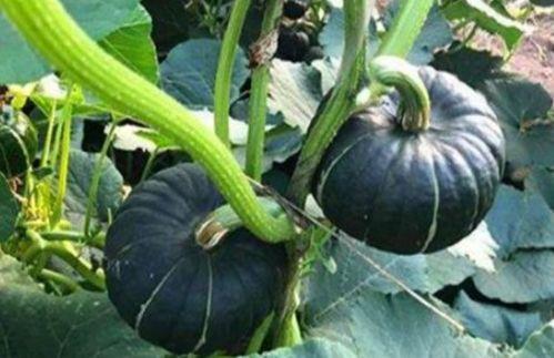 北美网红吃瓜事件,揭秘网络舆论背后的真相与争议