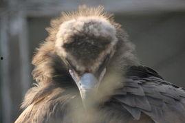 无码杂图p,探索无码杂图p背后的艺术与奥秘