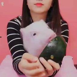 吃瓜猪娱乐,揭秘娱乐圈幕后故事，带你领略明星们的真实生活